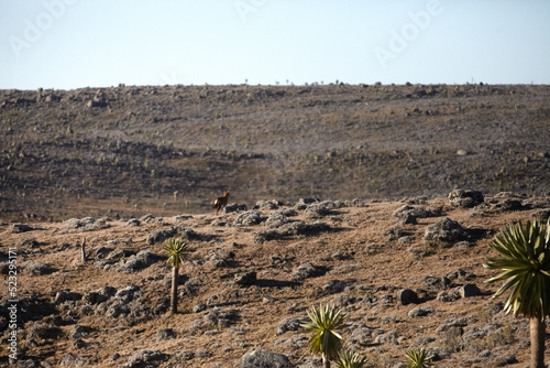  Le Plateau d'abyssinie