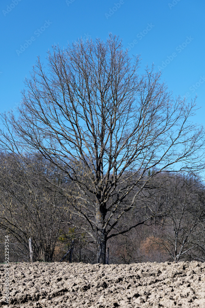 Fototapeta premium A large fruit tree without leaves stands on the edge of a small field on a cloudless day waiting for the spring awakening.