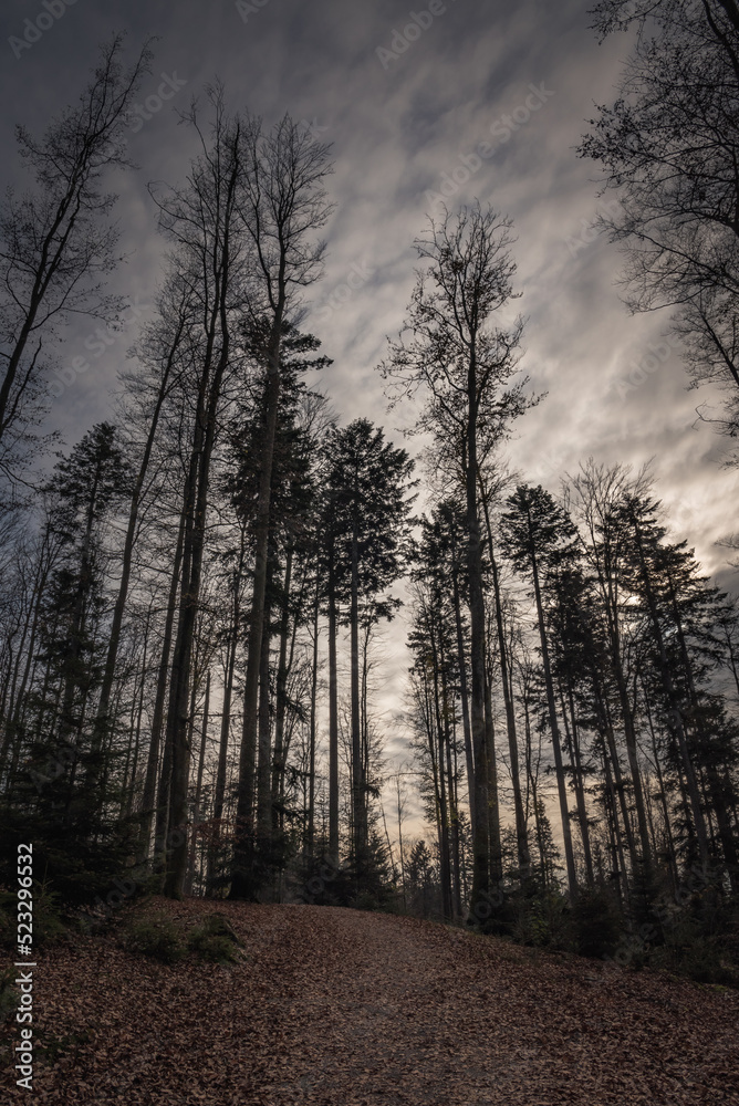 Cold foggy morning in forest Cold foggy morning in forest