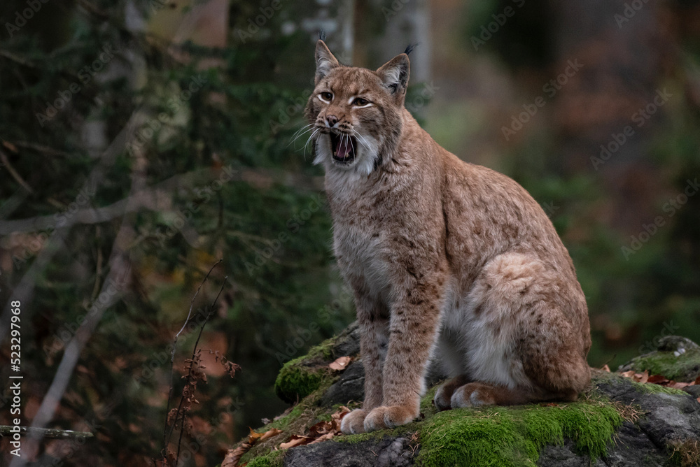 Lynx on the rock in Bavarian Forest National Park, Germany
Lynx on the rock in Bavarian Forest National Park, Germany