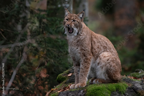 Lynx on the rock in Bavarian Forest National Park, Germany
