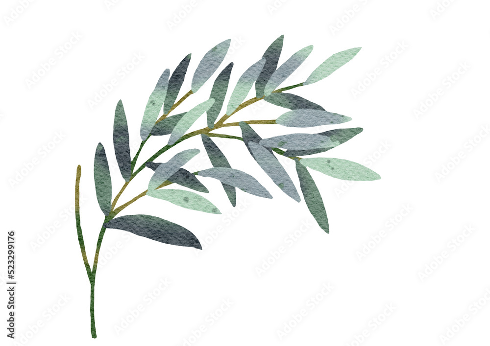 Fototapeta premium Watercolor eucalyptus leaves with transparent background
