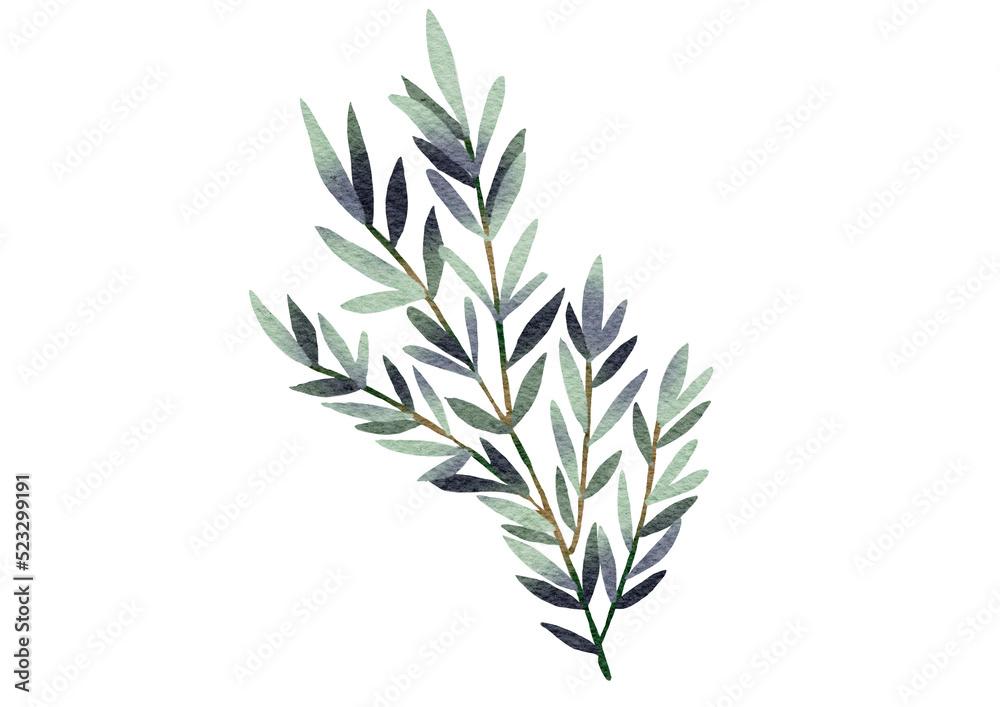 Watercolor eucalyptus leaves  with transparent background
