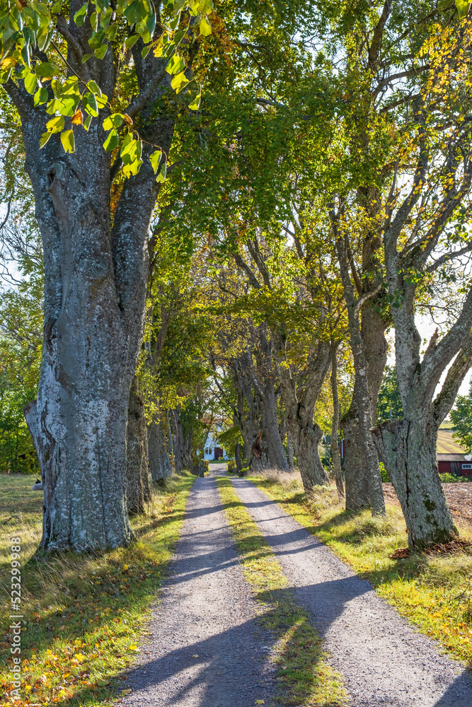 Fototapeta premium Tree lined dirt road in the countryside at autumn