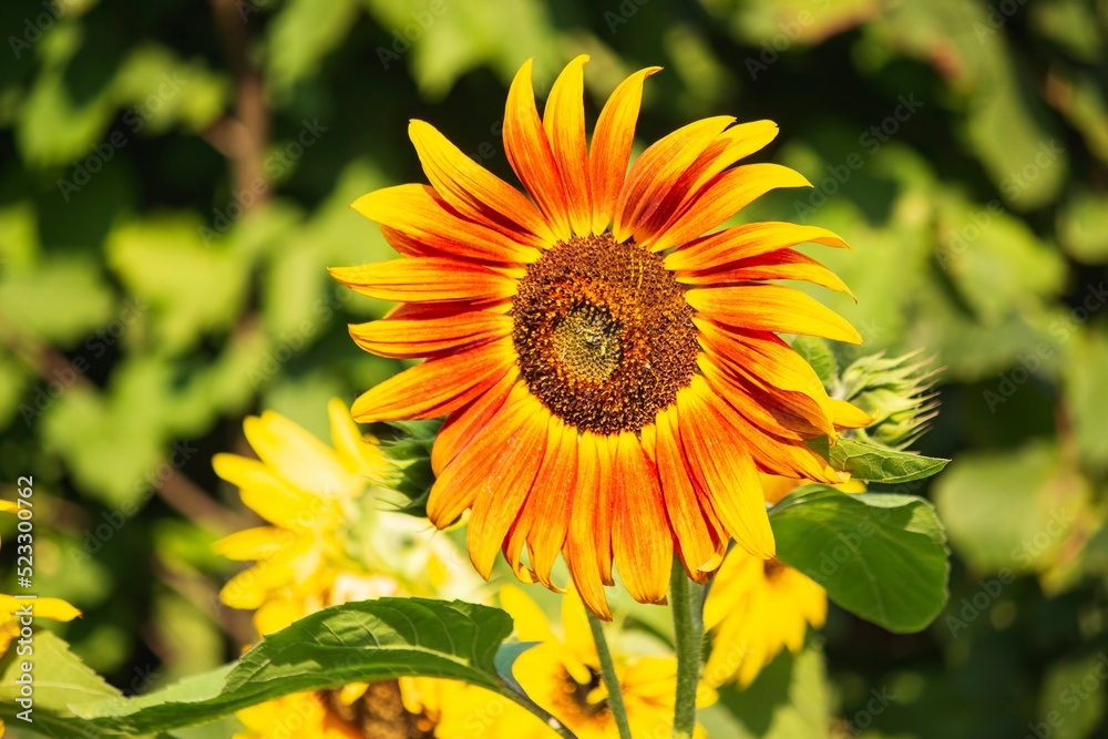 Fototapeta premium Sunflowers decorative on a garden 