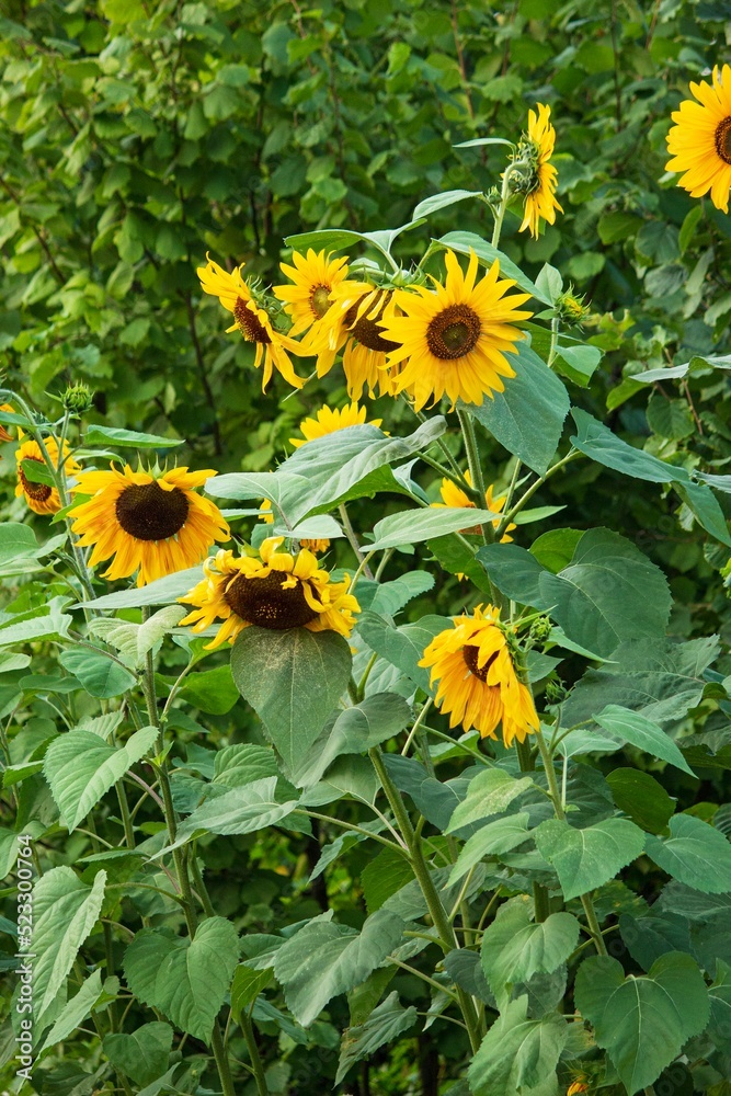 Sunflowers decorative on a garden
Sunflowers decorative on a garden