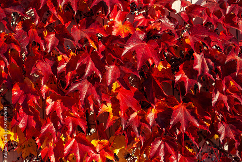Bush leaves on a tree branch. Yellow, red and orange leaves glow in the sun. Autumn sunny day. Leaf texture close-up.