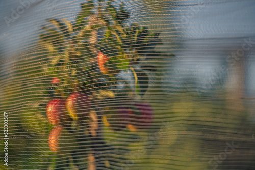 Apfelbaum, erntereif