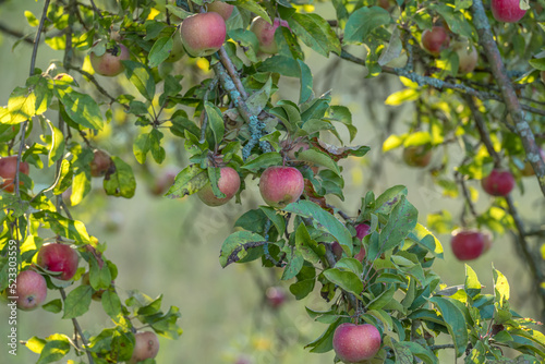 Apfelbaum, erntereif