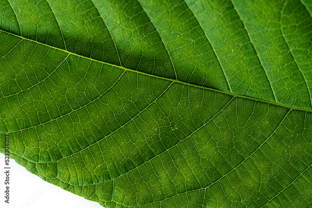 Obraz premium Horizontal image of a green hazel leaf close up with yellow veins. Close up.