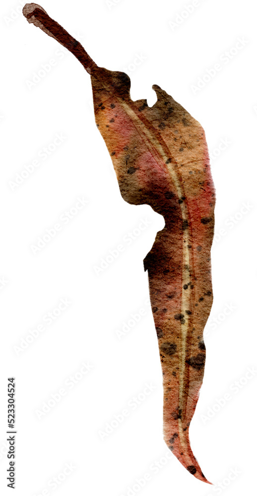 Fototapeta premium autumn leaf watercolor with transparent background