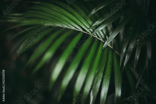 palm tree leaves © AKA Visual Lab