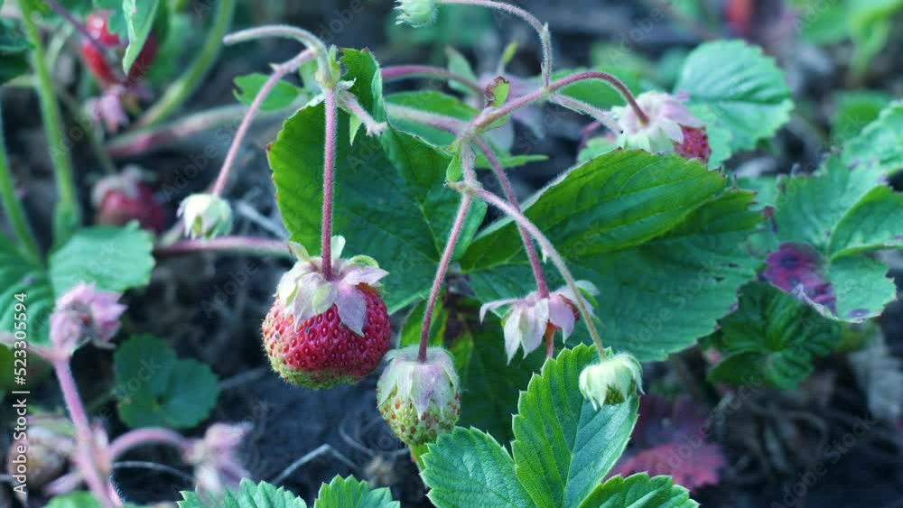 close-up garden strawberry sing grows in the garden. selective focus. growing berry summer. fruit garden, agriculture, useful berries, young strawberries on a plantation close-up garden strawberry sing grows in the garden. selective focus. growing berry summer. fruit garden, agriculture, useful berries, young strawberries on a plantation