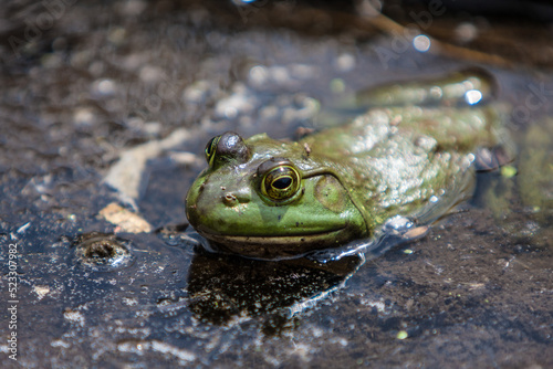 Frog
