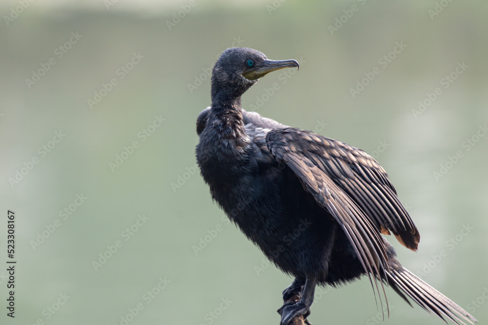 Naklejka premium Cormorant - Bharatpur Bird Sanctuary
