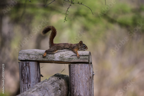 Squirrel Pancakes; funny pose