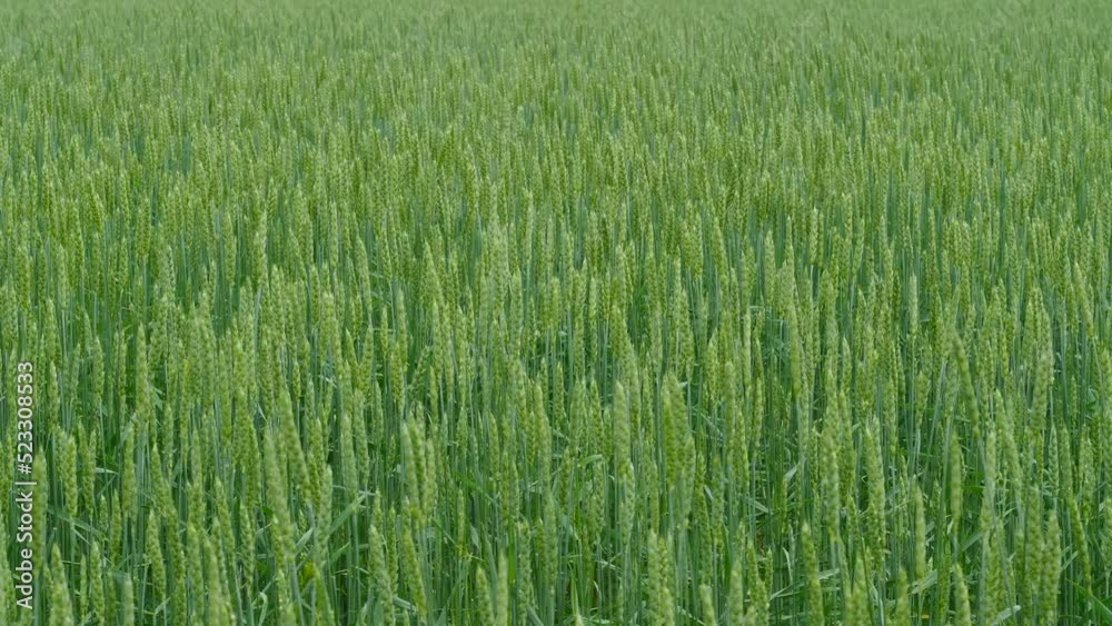 agriculture.endless field of growing wheat on a summer day.selective focus. Grain deal, grocery imbargo, bread prices, wheat shortage concept agriculture.endless field of growing wheat on a summer day.selective focus. Grain deal, grocery imbargo, bread prices, wheat shortage concept