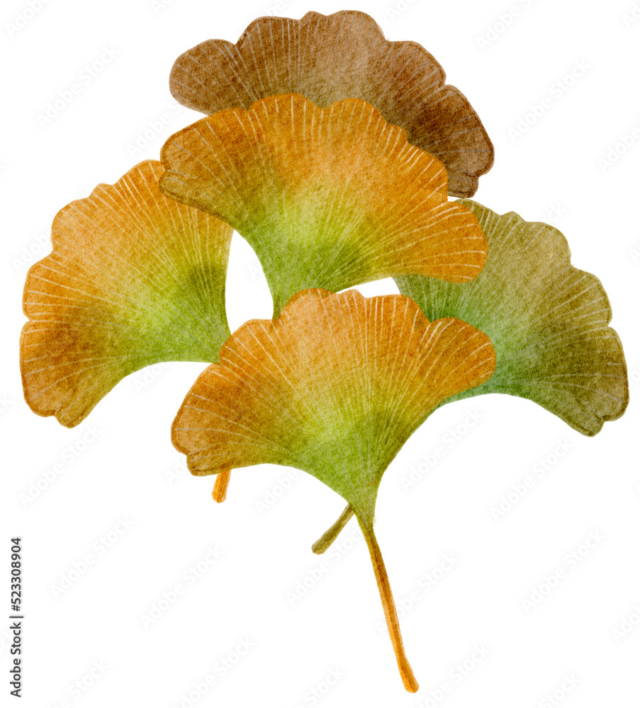 Autumn leaves watercolor with transparent background Autumn leaves watercolor with transparent background