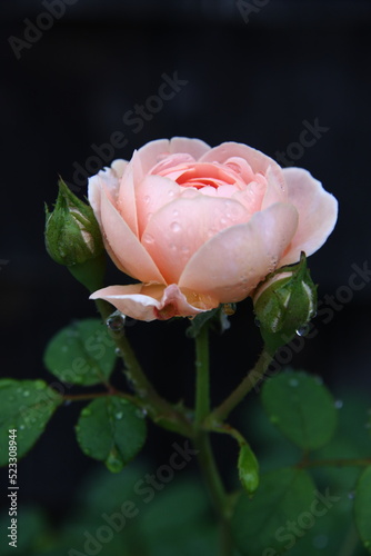 Pretty Rose
