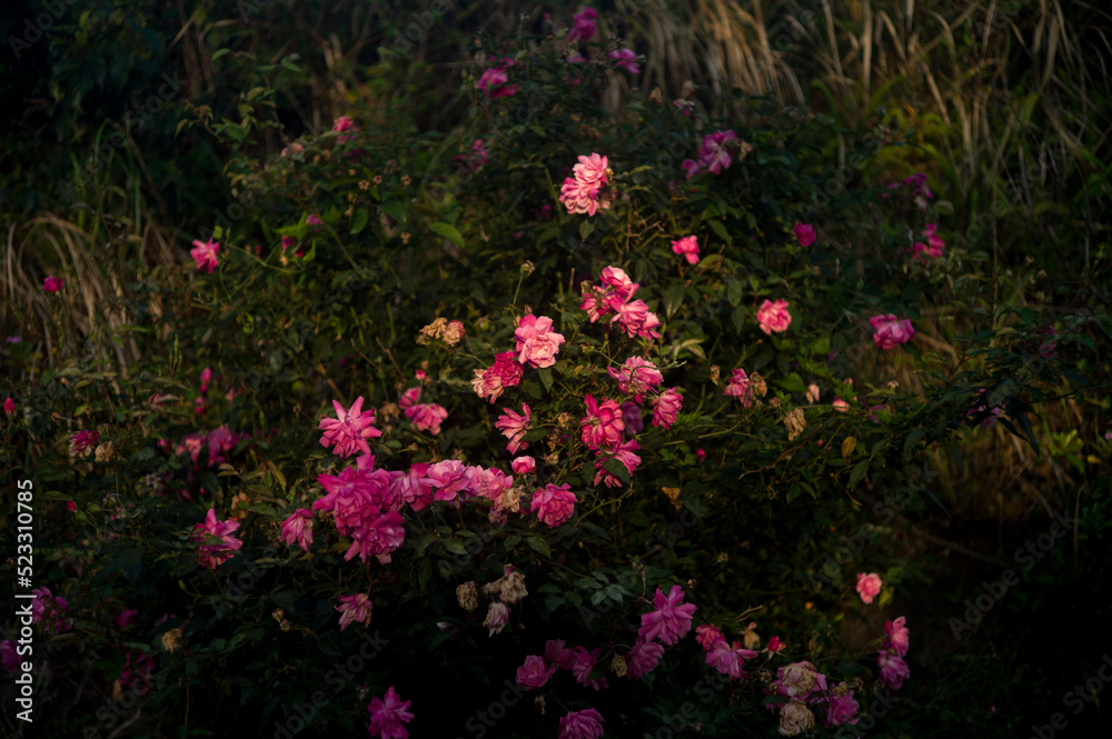 flowers in the garden flowers in the garden