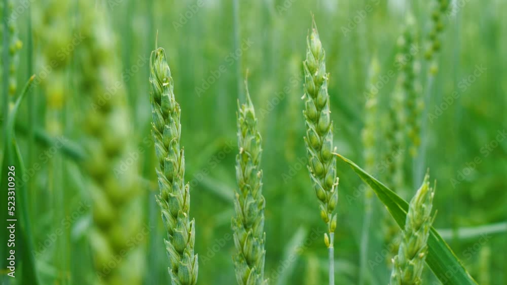 close-up grows wheat on the field in summer. selective focus. ears of grain. bread harvest. agriculture. barley cultivation. field strewn with wheat.bread supply.bread factory close-up grows wheat on the field in summer. selective focus. ears of grain. bread harvest. agriculture. barley cultivation. field strewn with wheat.bread supply.bread factory