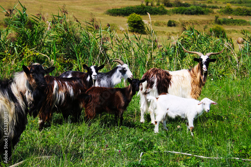 Family of goats in the field