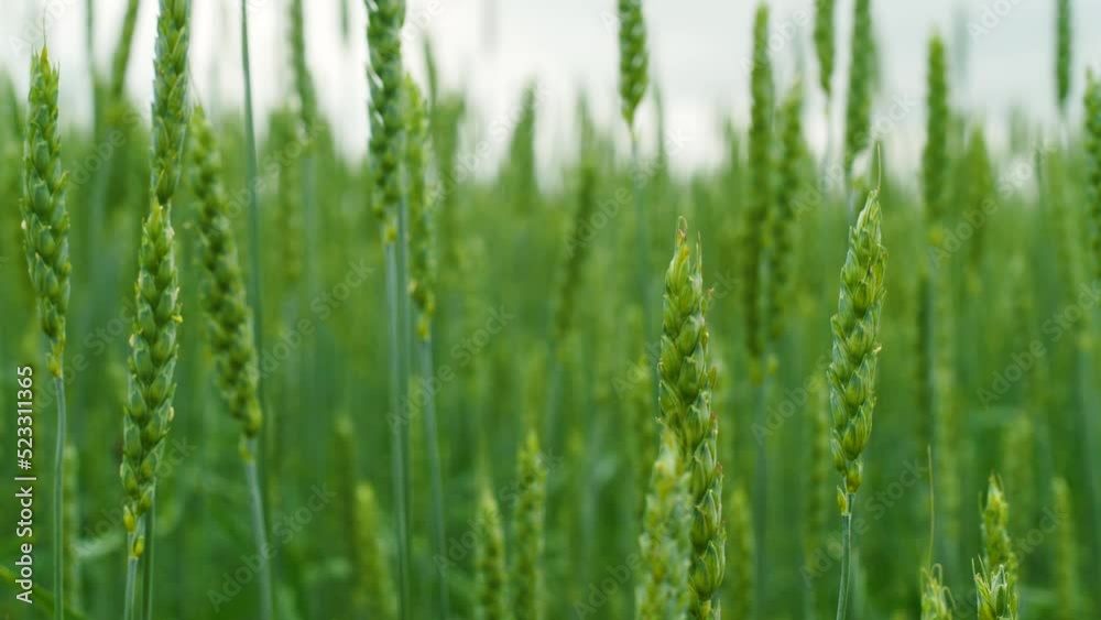 close-up wheat ears growing on a plantation sway in the wind on a summer day.selective focus.grain ears macro.agriculture. bread production