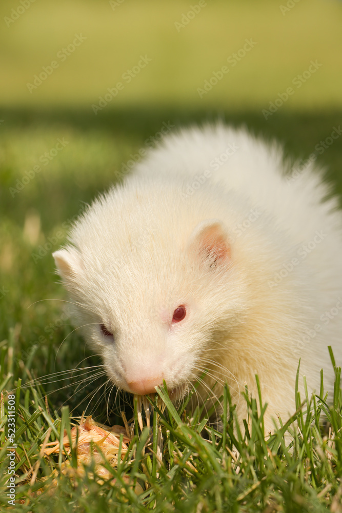 Albino ferret baby enjoying day in house backyard garden Albino ferret baby enjoying day in house backyard garden