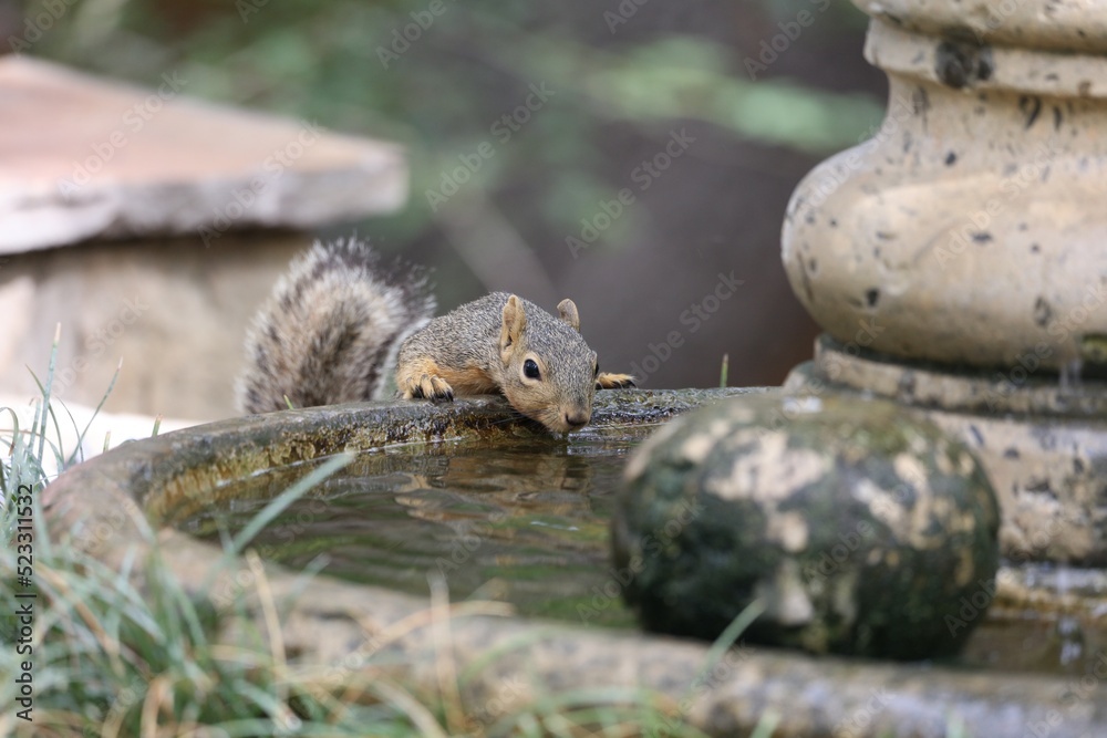 turtle on a log turtle on a log