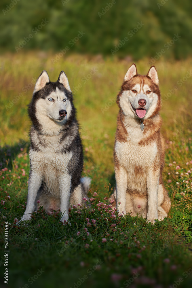 Two husky dogs. Siberian husky on the walk.