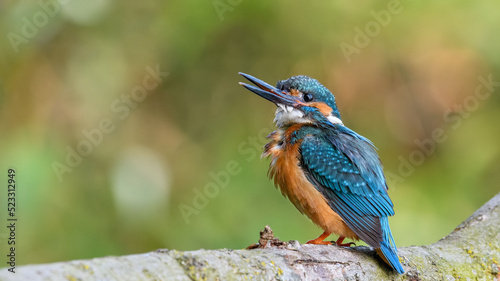 Common Kingfisher (Alcedo athis) sitting on a branch. photo