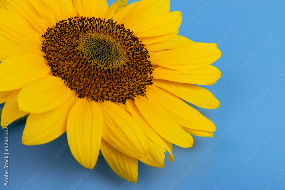Obraz premium Bright yellow sunflower on blue. Sunflowers are a symbol of Ukraine. Copy space for your text.