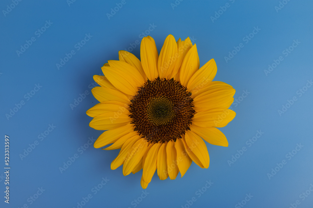Bright yellow sunflower on blue. Sunflowers are a symbol of Ukraine. Copy space for your text. Bright yellow sunflower on blue. Sunflowers are a symbol of Ukraine. Copy space for your text.