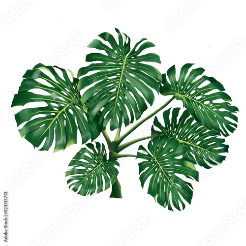 Monstera tree on white backgrounds 