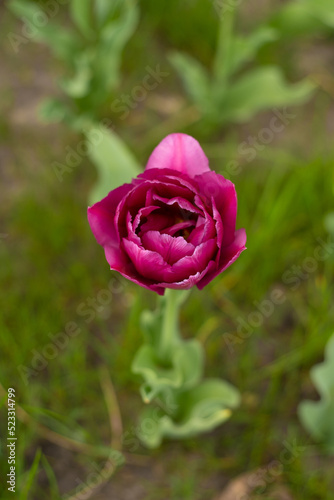 Burgundy lush tulip. Pink tulips in a flower bed. Double Flowering Tulips. Nightwatch Tulip Double Late Midnight Magic. Flowerbed in the garden. Beautiful spring flowers. Floral background. Gardening