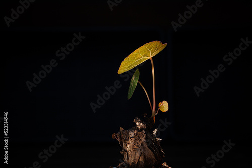 Menispermaceae photo