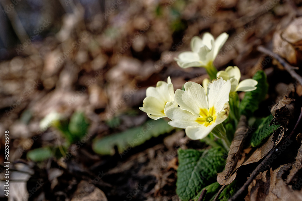 A few small yellow spring flowers on the forest floor flooded with sunlight. A few small yellow spring flowers on the forest floor flooded with sunlight.
