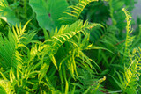 Beautiful background of ferns and taro leaves blanket on a sunny day at the countryside of Vietnam. Natural dense thickets of growing ferns in forest