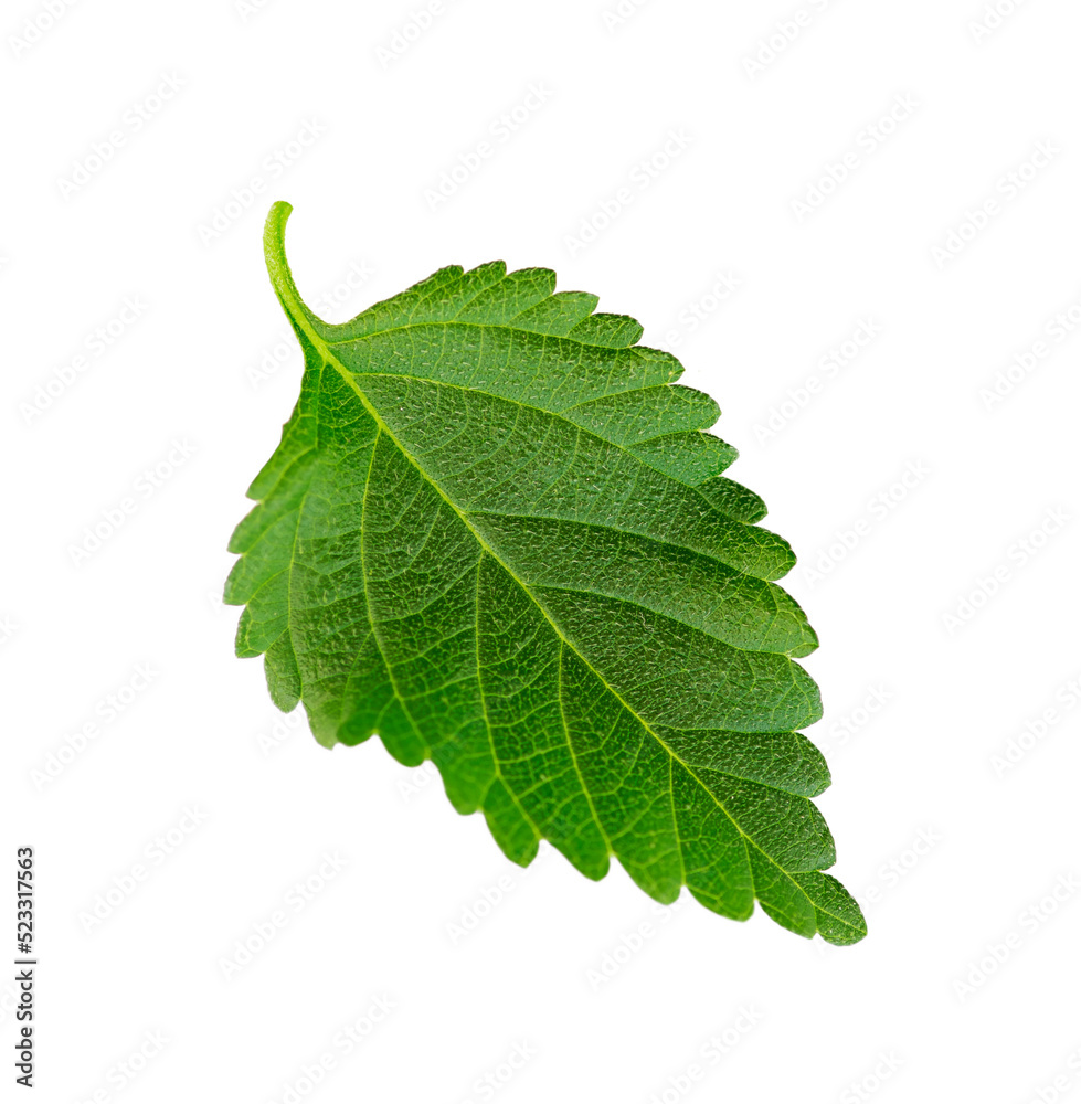 Obraz premium Green leaf isolated on white background