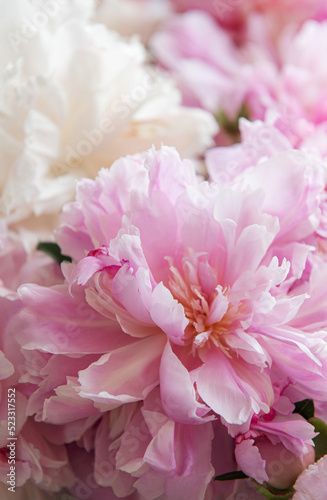 Bouquet of a lot of peonies of pink color close up