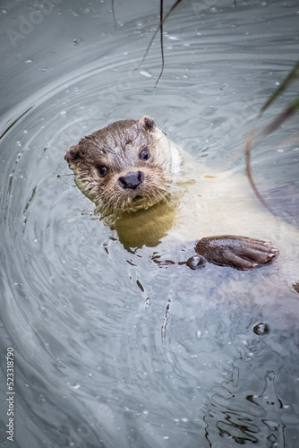 Eurasian otter (Lutra lutra) swimming on his back