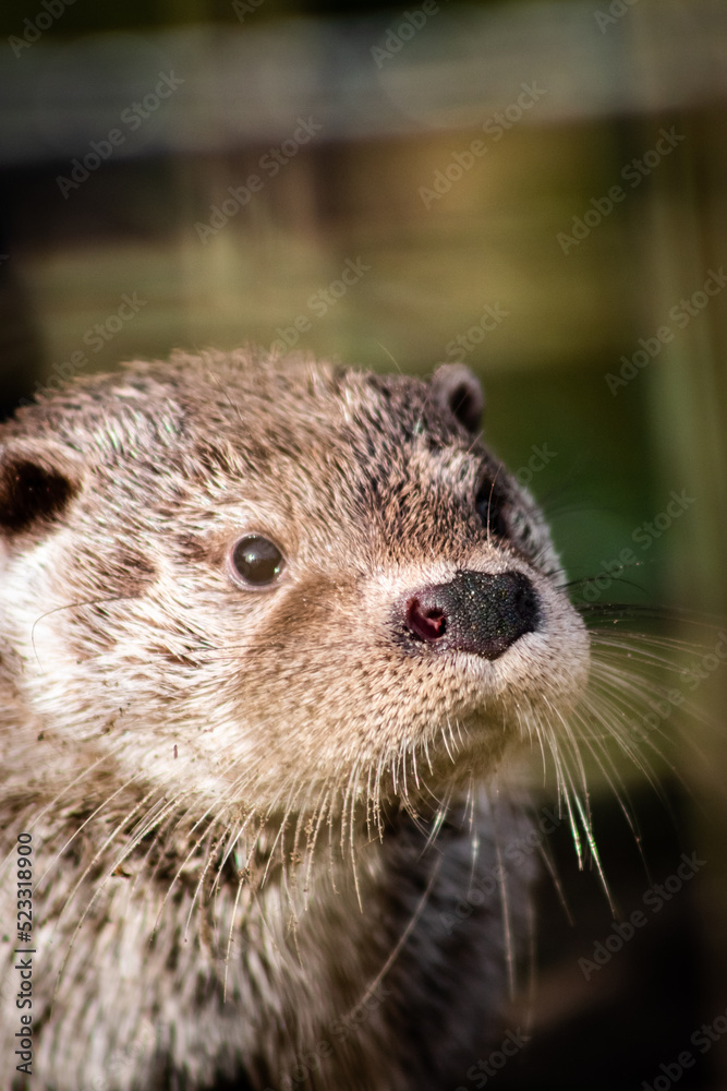 Eurasian otter (Lutra lutra) in captivity, close-up Eurasian otter (Lutra lutra) in captivity, close-up