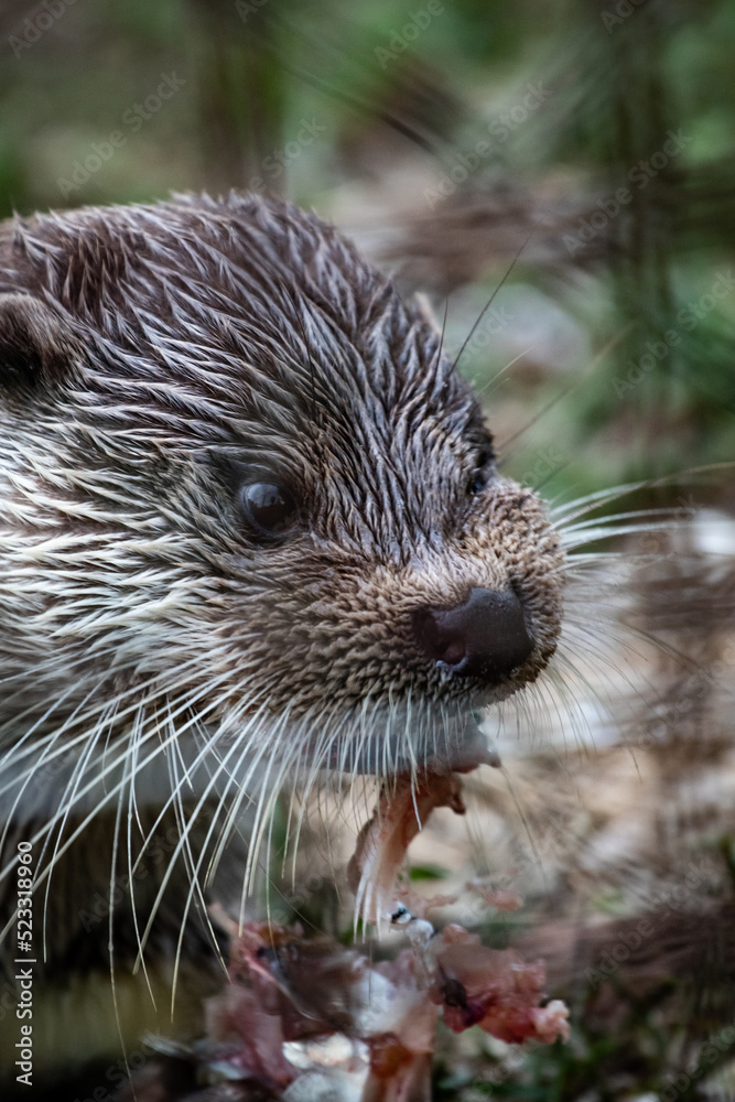 Eurasian otter (Lutra lutra) eating a fish, close-up Eurasian otter (Lutra lutra) eating a fish, close-up