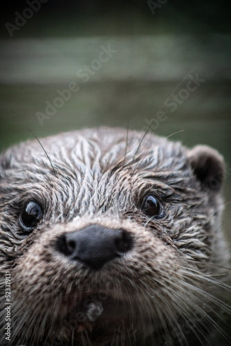 Eurasian otter (Lutra lutra) portrait, close-up © firesalamander