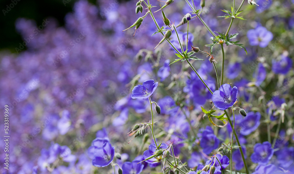 Fototapeta premium Geranium ‘Brookside’ bears large deep blue flowers in the perrenial flower border - one of the easiest plant to grow in the ornamental garden.