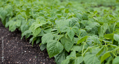 Green bean -  Cupidon bushes in the vegetabe garden. photo