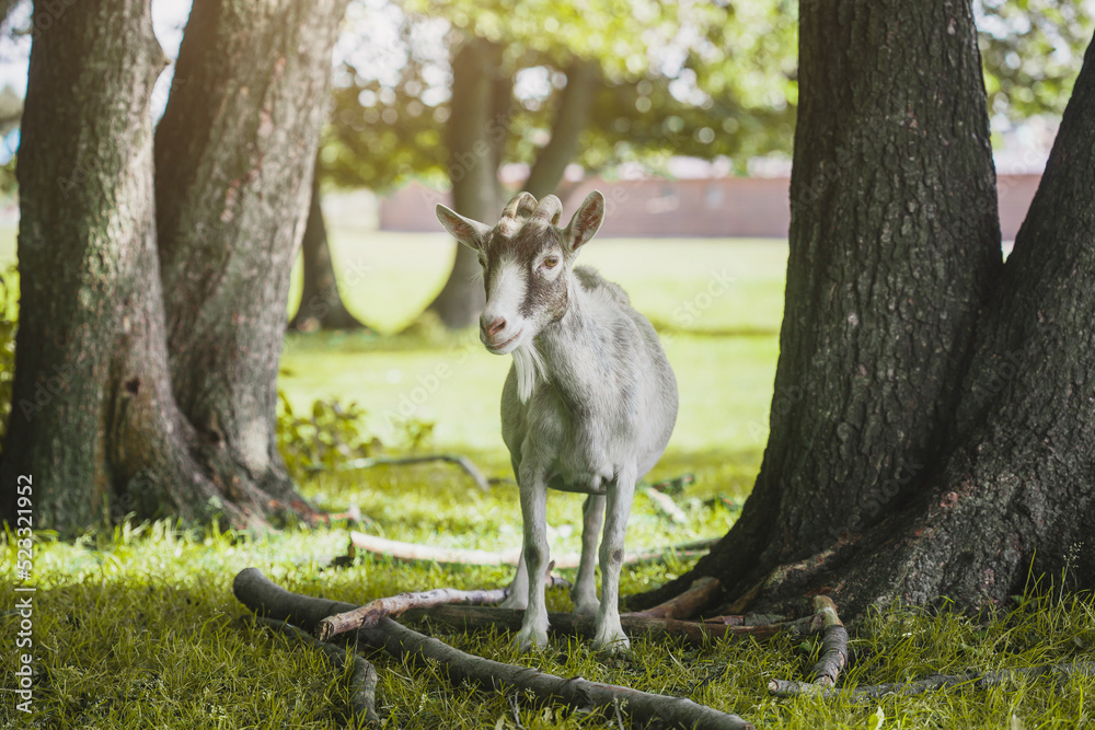 domestic goat grazes on a forest country farm domestic goat grazes on a forest country farm
