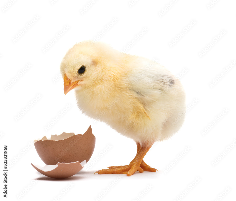 Obraz premium Little chick with egg shell isolated on white background