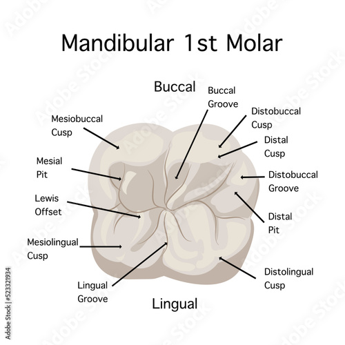 Top view of Mandibular 1st Modal anatomy on white background.Maxillary right first molar oral anatomy.Vector flat design of representatives for study  of cusp base area in maxillary permanent modal.