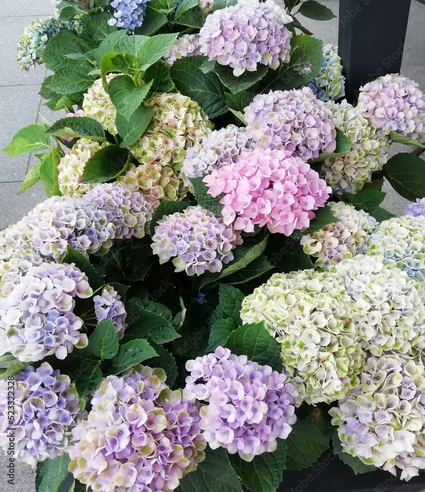beautiful multi-colored hydrangea on the city street beautiful multi-colored hydrangea on the city street